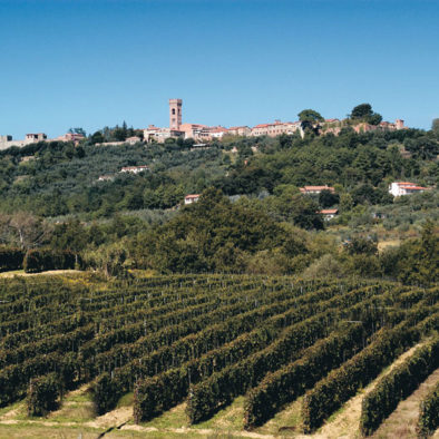 Montecarlo vista del paese e delle vigne